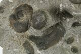 Plate of Devonian Ammonite Fossils - Morocco #291028-2